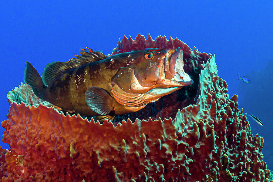 Yawning Red Grouper In A Barrel Sponge Photograph by Bruce Shafer