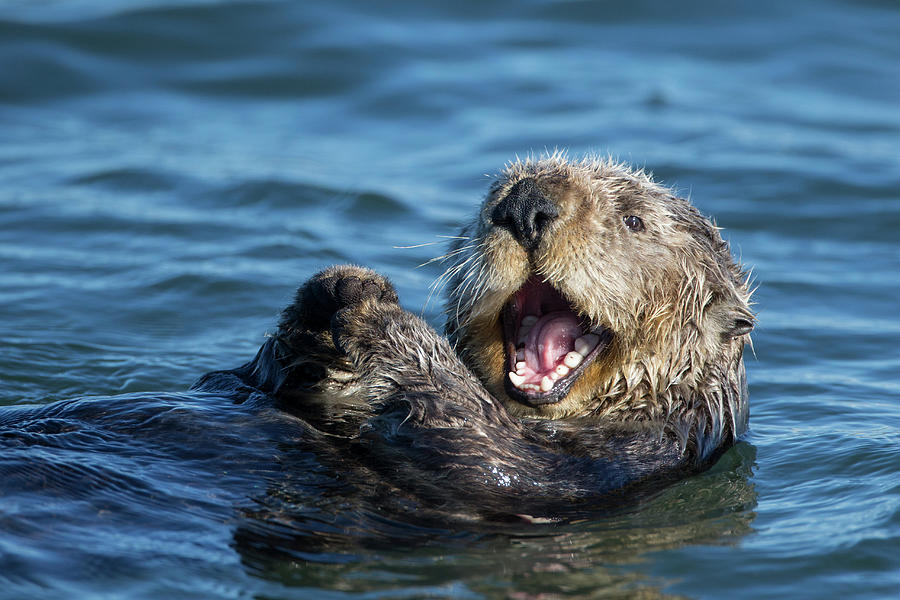 Yawning Sea Otter Photograph by Suzi Eszterhas