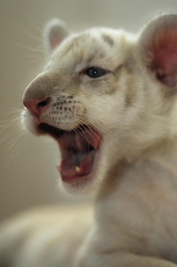 Yawning White Tiger Cub Photograph by Photos By Dana