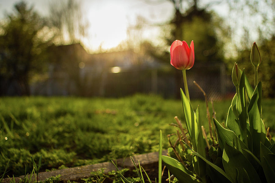 Yay Tulips Photograph by Tudor Costache