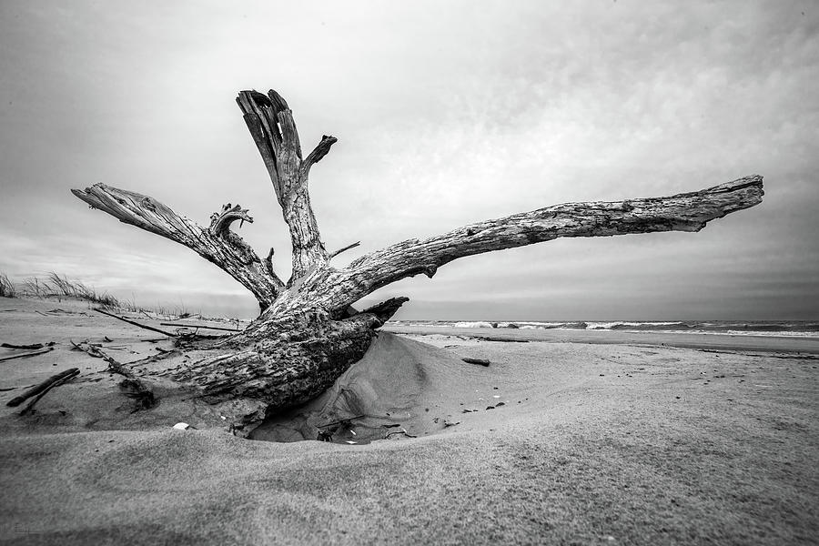 Tybee Island Beach Scene with Driftwood - Black and White Photograph by Peter Herman