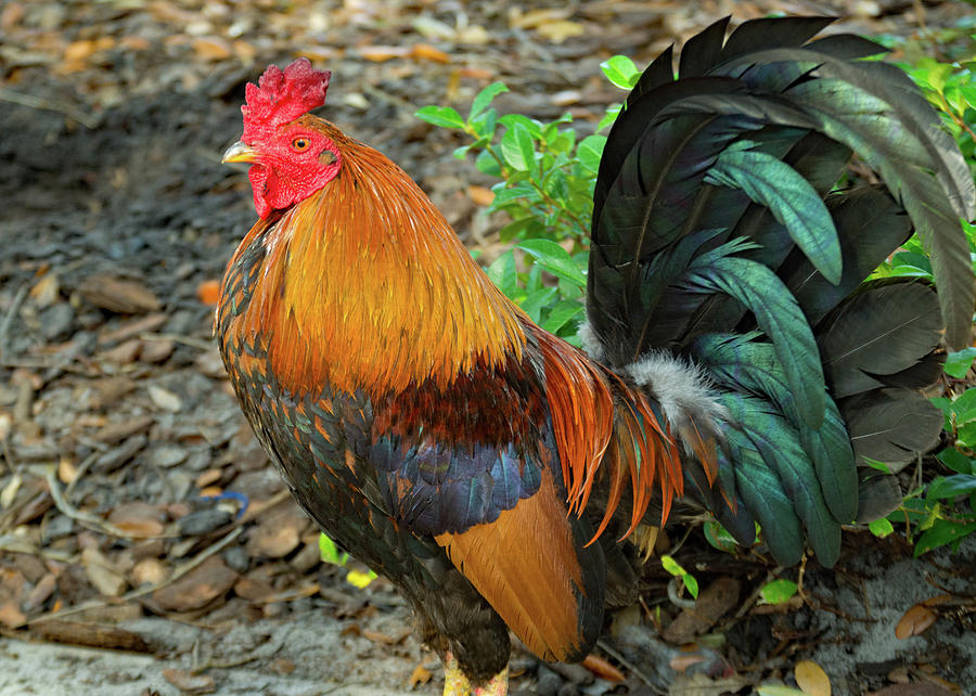Ybor City Rooster Photograph by Margaret Zabor
