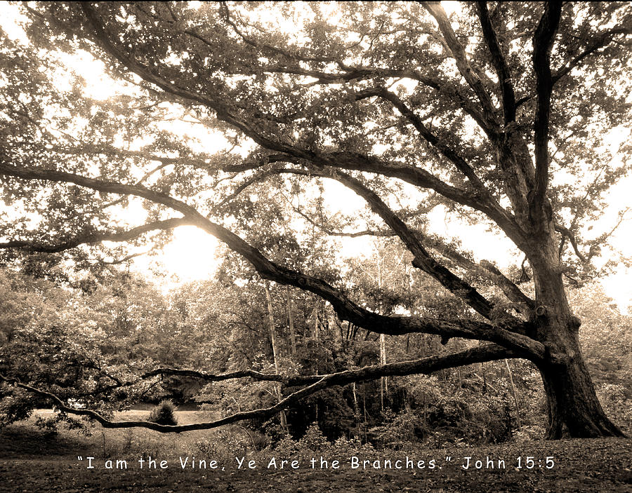 Ye Are the Branches John 15.5 Photograph by James C Richardson