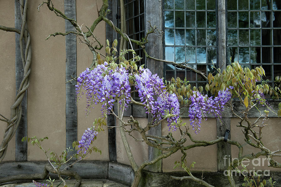 Ye Olde Wisteria  Photograph by Tim Gainey
