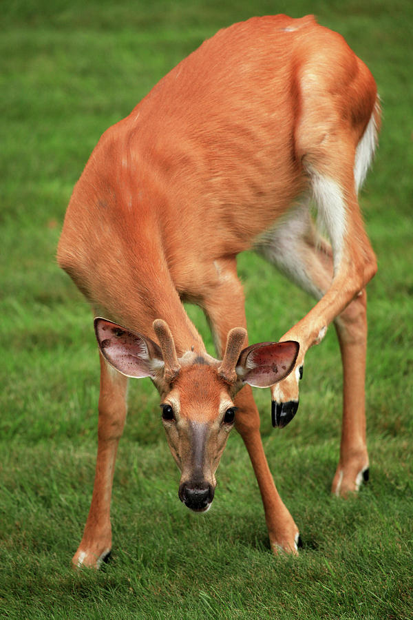 Yeah I Got An Itch Photograph by Karol Livote