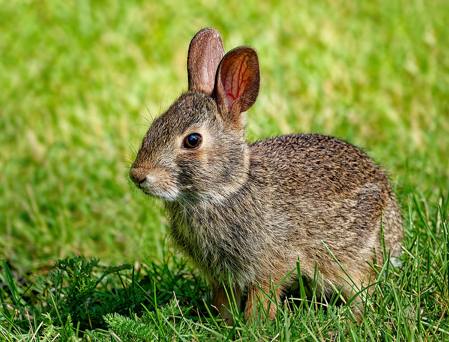 Wildlife Photograph - Year Of The Rabbit by Lucie Gagnon