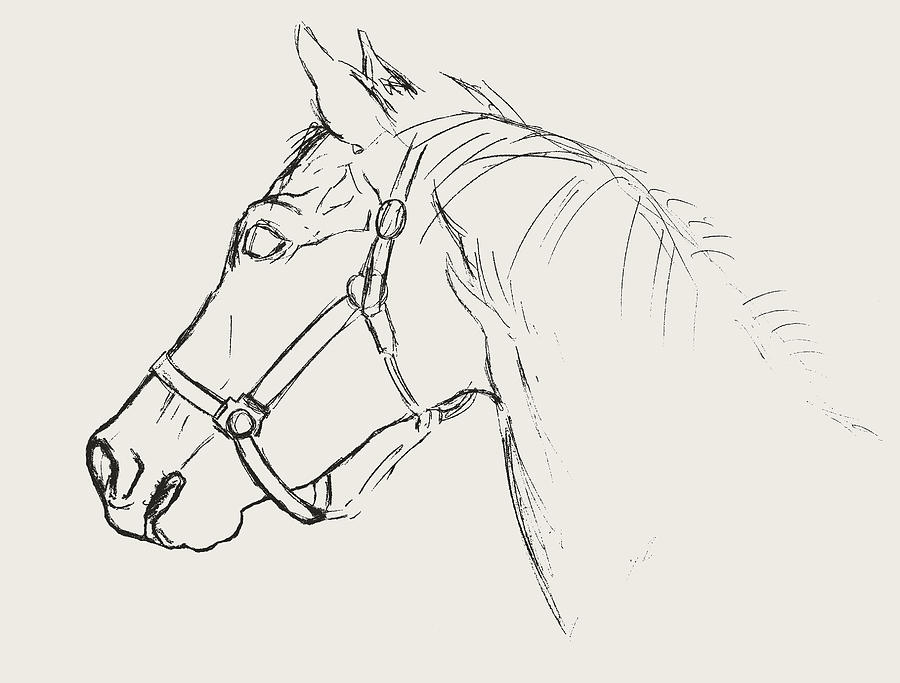 Horse Drawing - Yearling White by JAMART Photography