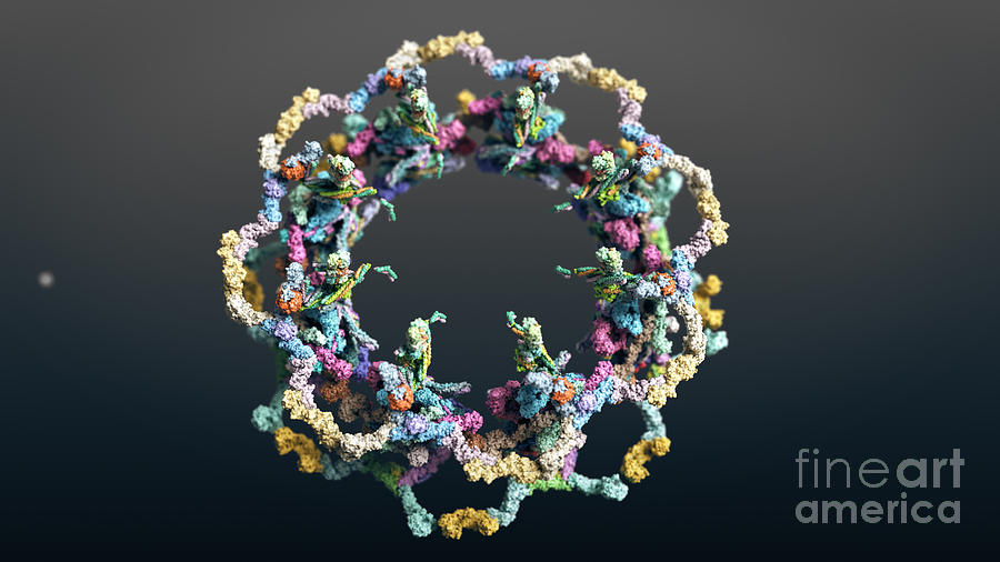 Yeast Nuclear Pore Complex Photograph by Equinox Graphics/science Photo Library