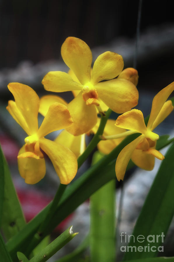 Yello Vanda Orchid Photograph by Michelle Meenawong