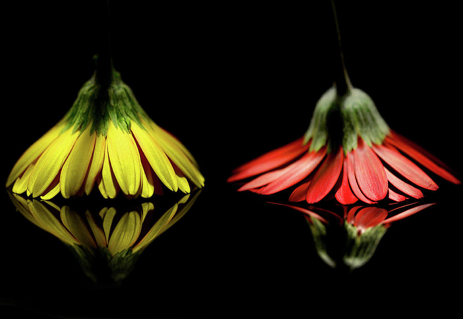 Yellow & Red Photograph by Izumi T