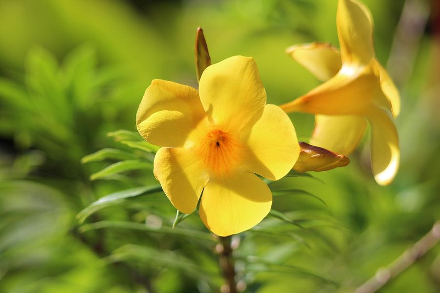 Yellow Allamanda Flowers Photograph by Marlin and Laura Hum