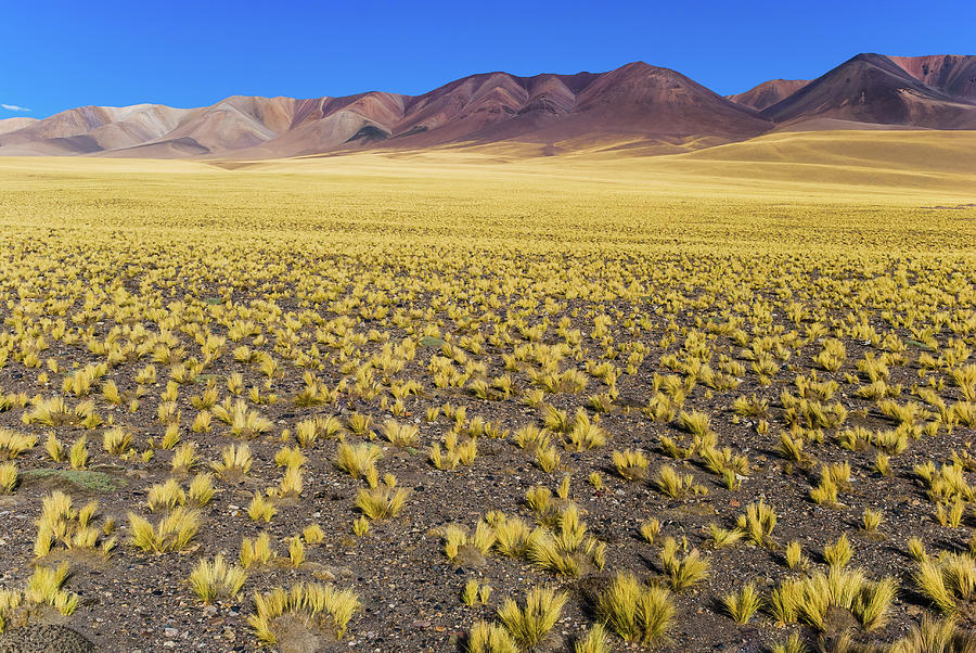 Yellow Altiplano In Catamarca, Argentina Photograph by Igor Alecsander
