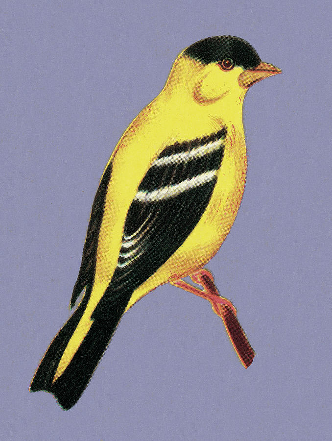 Canary Drawing - Yellow and Black Bird by CSA Images