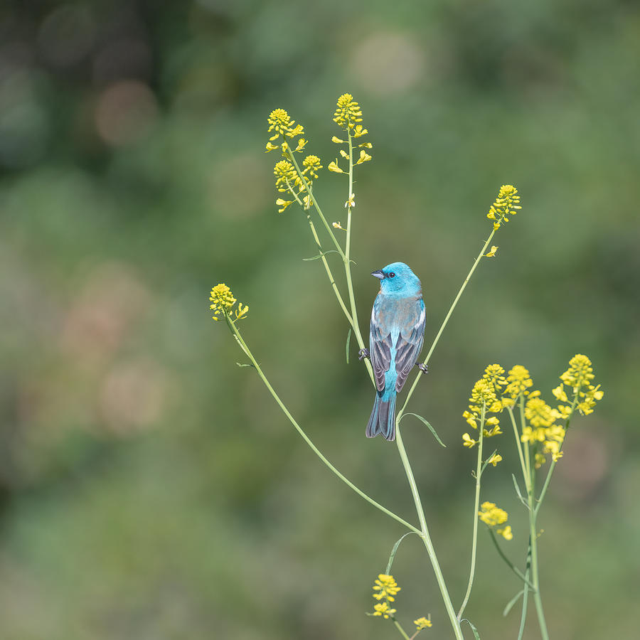 Wildlife Photograph - Yellow And Blue by Wei Lian