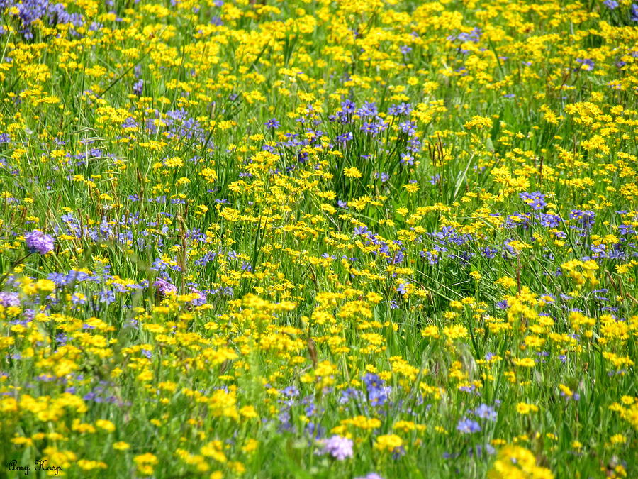 Yellow and Blue Wildflowers in a Meadow Photograph by Amy Hosp