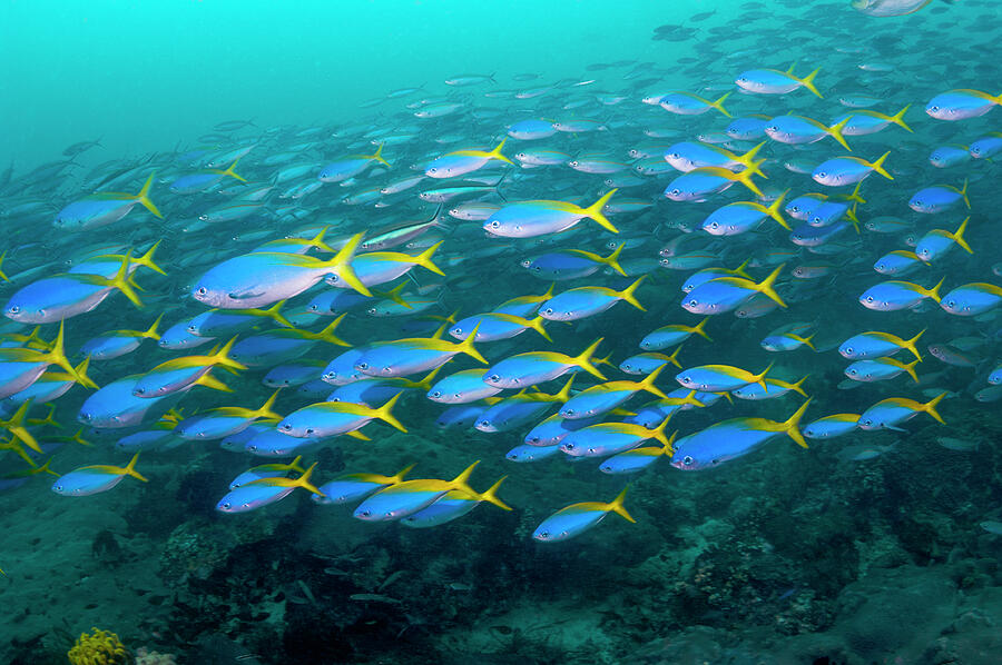 Yellow And Blueback Fusilier Schooling Over Coral Reef Photograph by ...