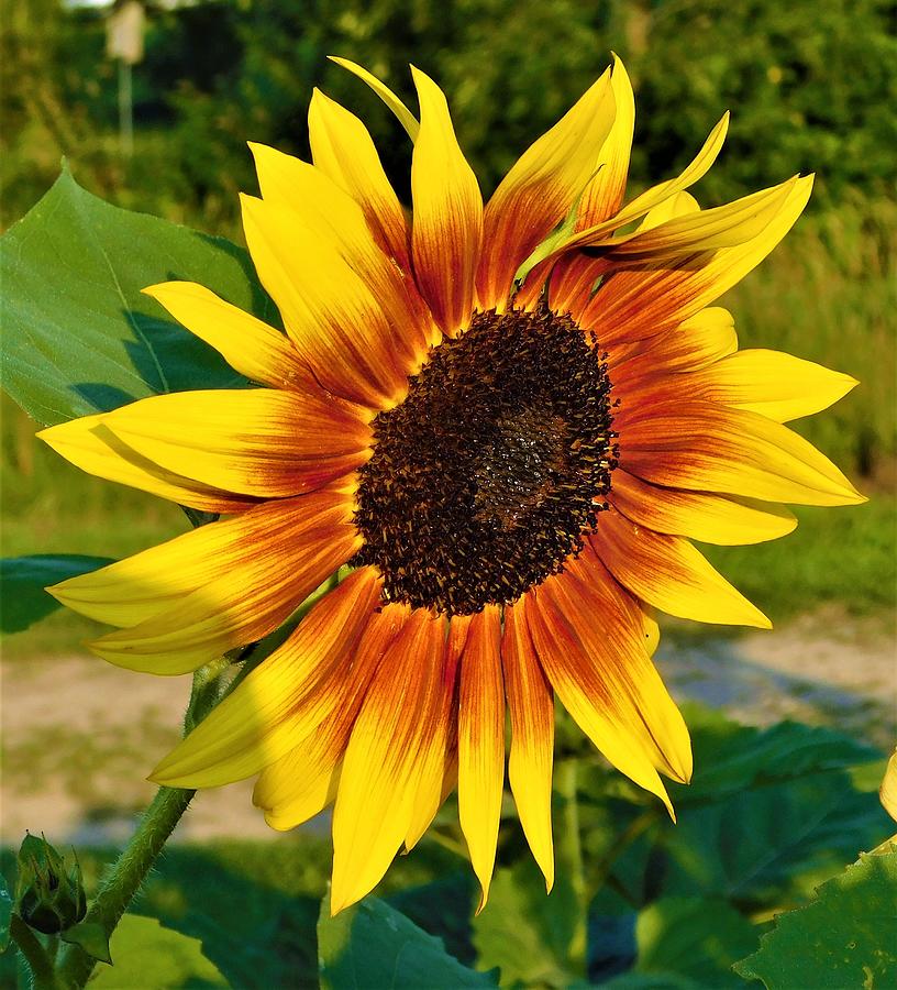  - Yellow and Brown Sunflower  Photograph by THERESA Nye