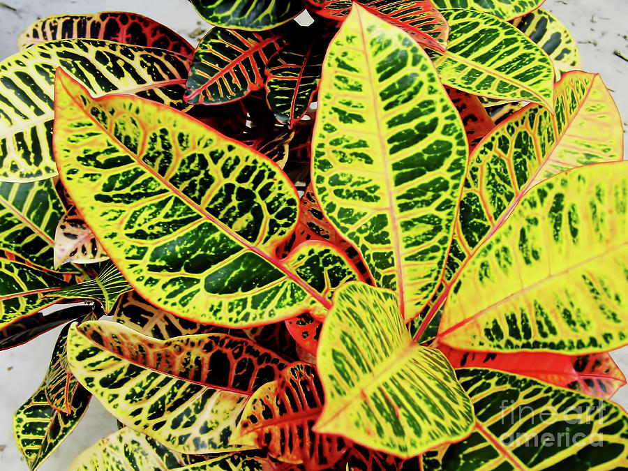 Yellow and Green Croton Photograph by D Hackett
