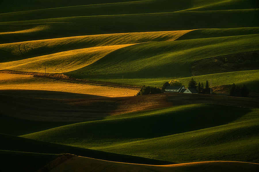 Sunset Photograph - Yellow And Green Farmland by Lydia Jacobs