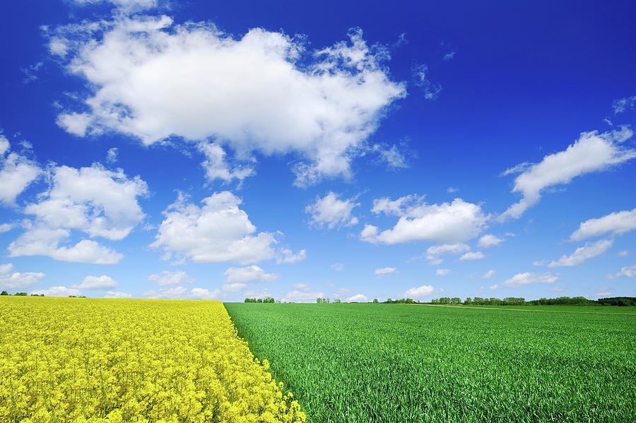 Yellow And Green Spring Fields Photograph by Trout55