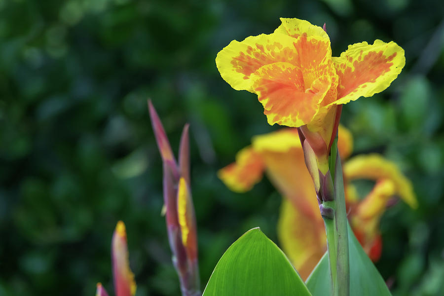 Yellow and Orange Canna Lily Photograph by Debra Martz