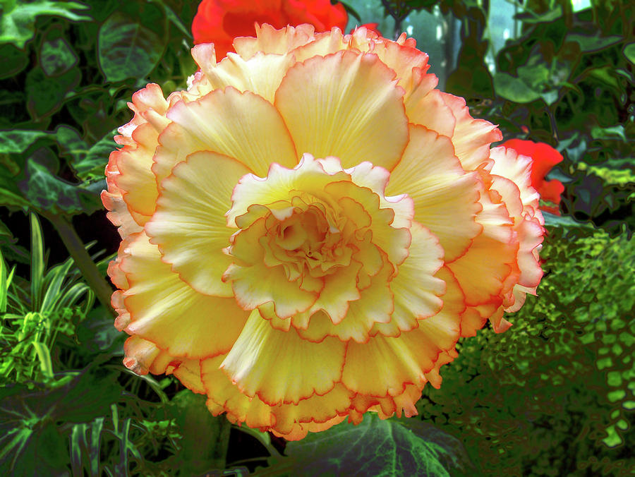 Yellow and Orange Carnation in bloom Photograph by Roy Jacob