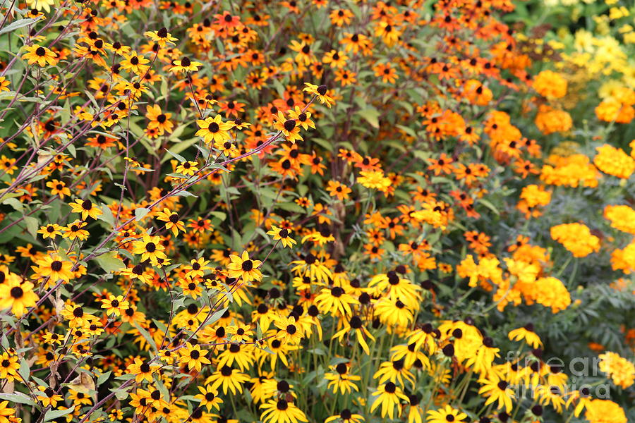 Yellow and Orange Garden Flowers Photograph by Carol Groenen