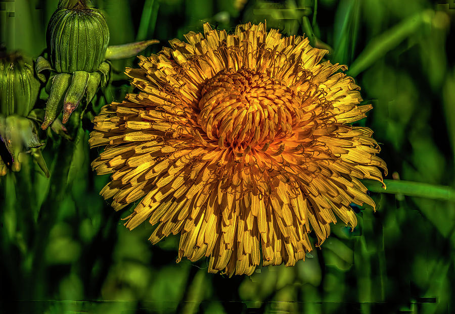 Yellow and orange on dark green #i7 Photograph by Leif Sohlman