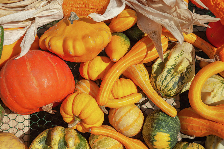 Yellow and Orange Pumpkins and Gourds Photograph by Jenny Rainbow