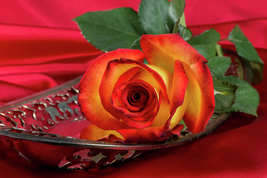 Yellow and orange rose on a silver tray Photograph by Cordia Murphy