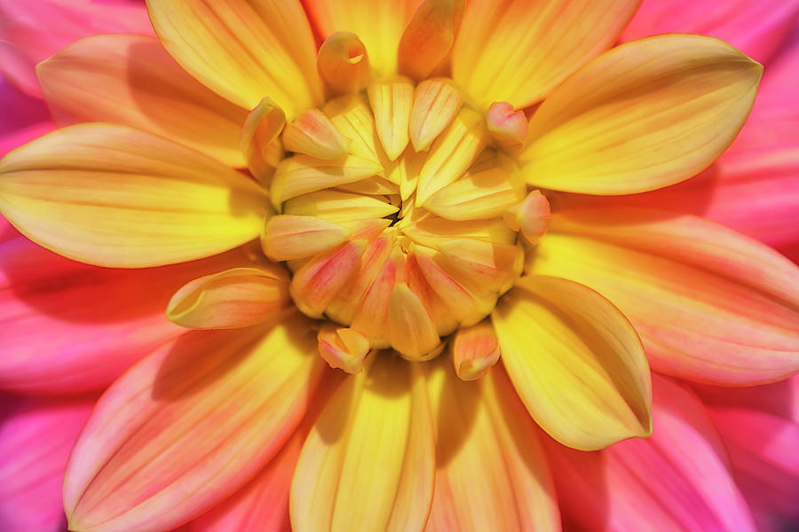 Nature Photograph - Yellow And Pink Dahlia Flower by Cora Niele