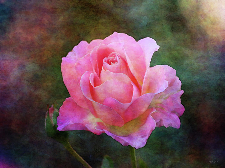 Yellow and Pink Rose 5531 IDP_2 Photograph by Steven Ward