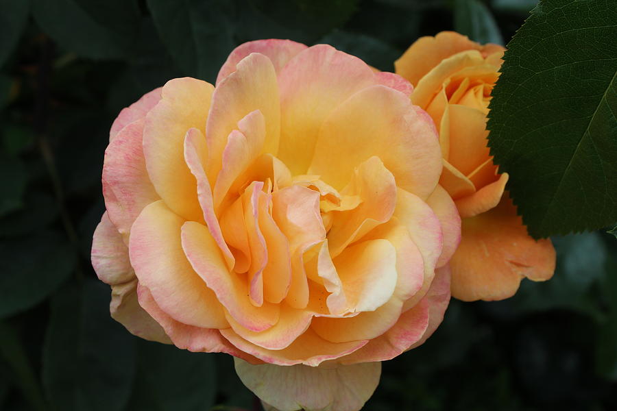 Yellow and Pink Rose Photograph by Yvonne Sewell