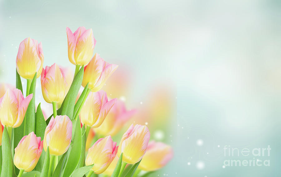 Yellow And Pink Tulips Photograph by Anastasy Yarmolovich