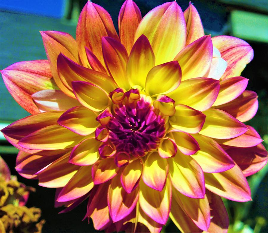 - Yellow and Purple Dahlias Photograph by THERESA Nye