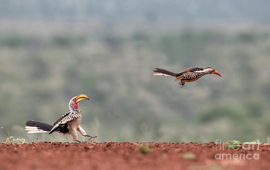 Bird Photograph - Yellow And Red-billed Hornbill Conflict by Tony Camacho/science Photo Library