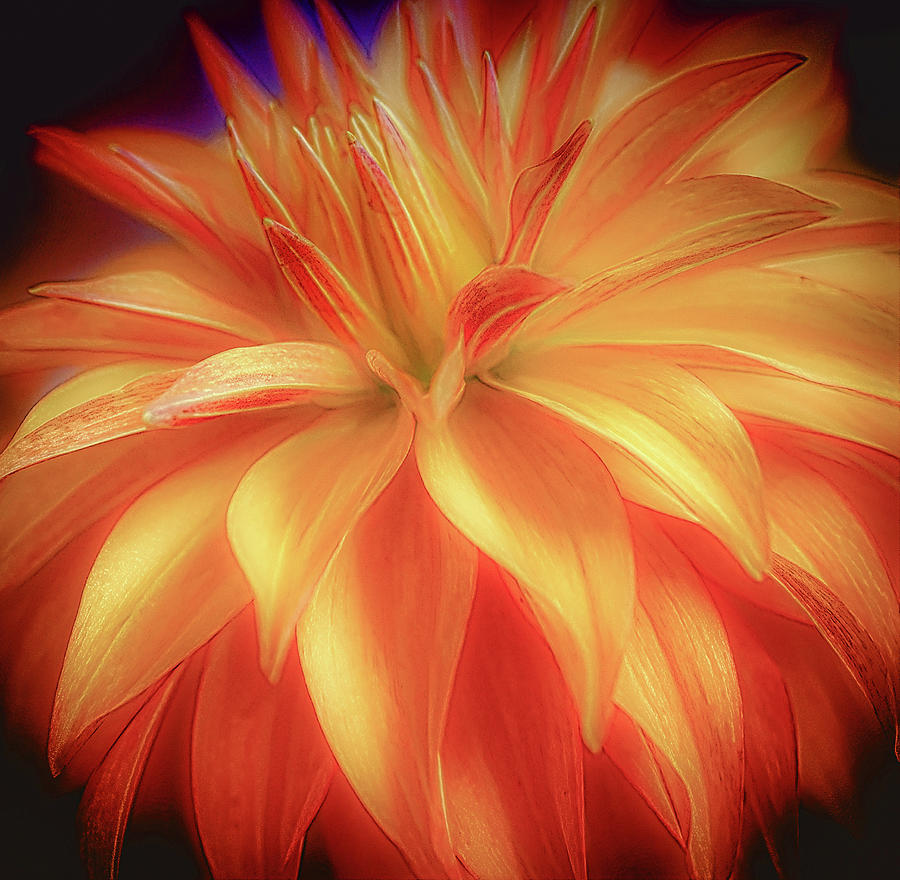 Yellow And Red Dahlia Photograph