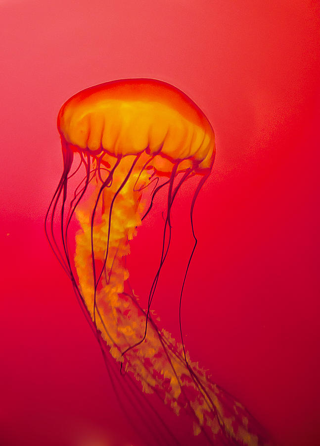 Yellow And Red Jellyfish Photograph by Maria Aiello