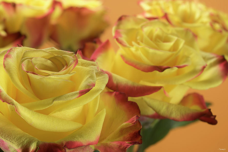 Rose Photograph - Yellow And Red Rose 04 by Gordon Semmens