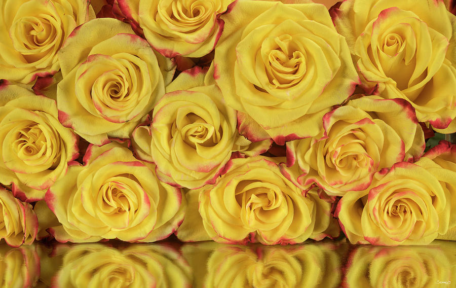 Rose Photograph - Yellow And Red Rose 06 by Gordon Semmens