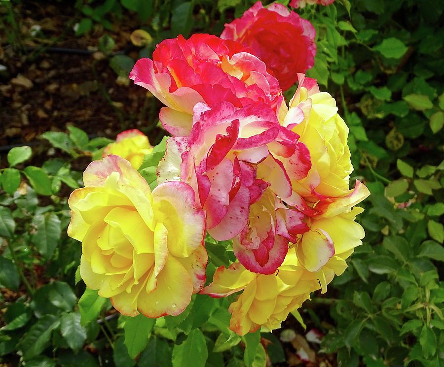 Yellow and Red Roses from Monets Garden Photograph by Chuck Stewart ...