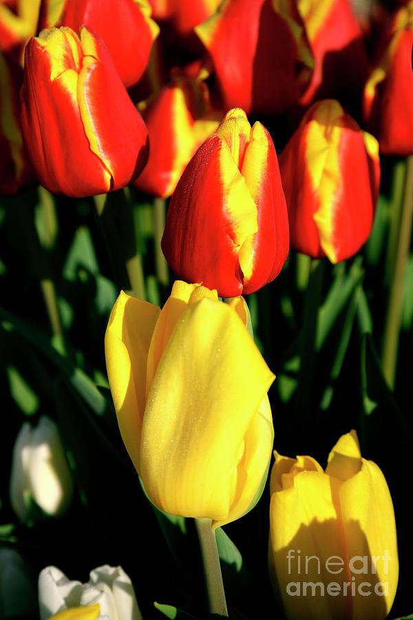 Yellow and Red Tulips Photograph by Denise Bruchman
