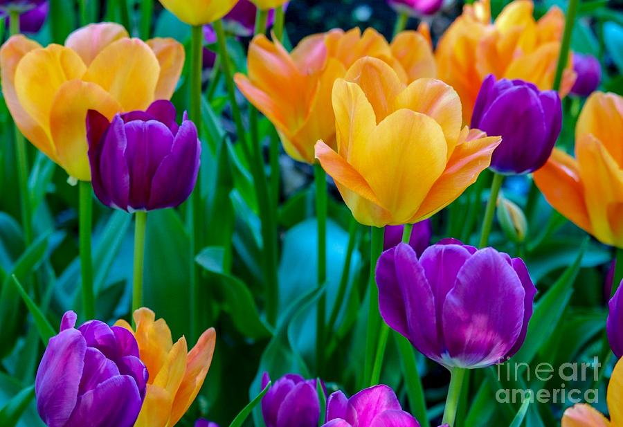Yellow and Violet Tulips Photograph by Susan Rydberg