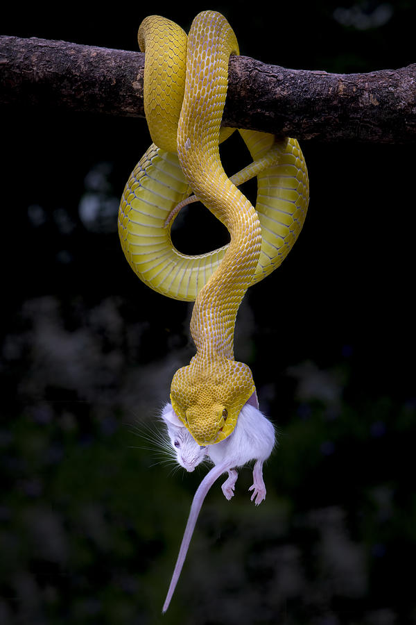 Animal Photograph - Yellow And White by Ajar Setiadi
