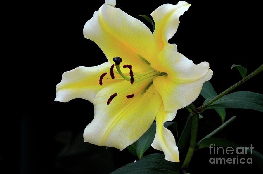 Yellow and white Asiatic lily flower with stamen and pistils Photograph by Imran Ahmed