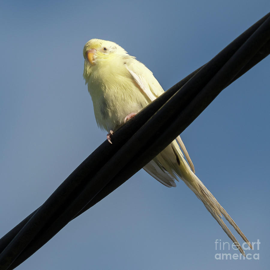 Yellow and White Budgerigar Perched Photograph by Pablo Avanzini