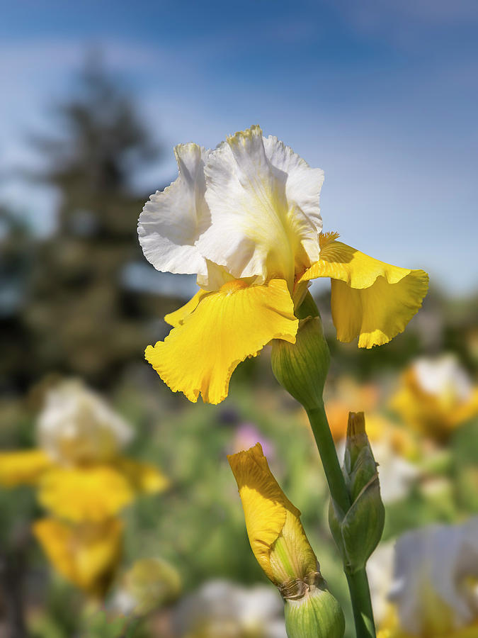 Yellow and White Iris, c. Alpine Journey Photograph by Mark Mille