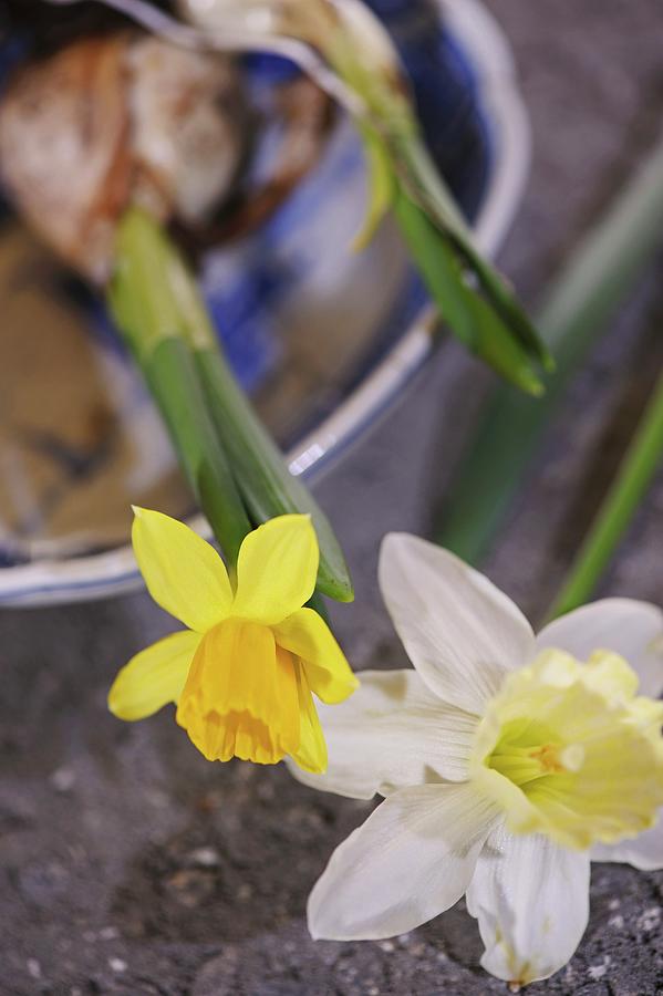 Yellow And White Narcissus Photograph by Elisabeth Berkau