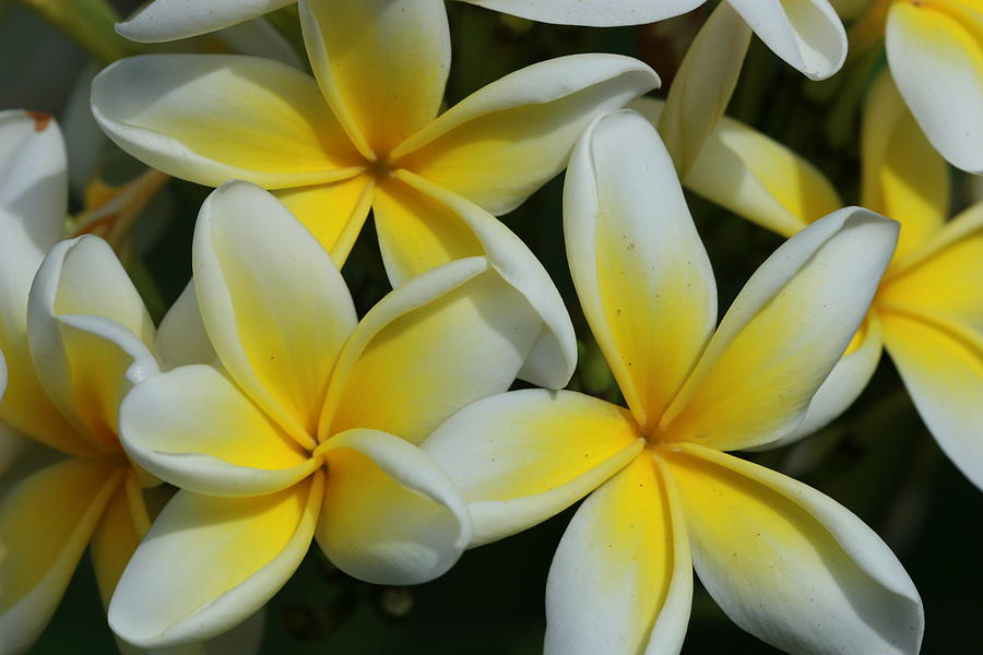 Yellow And White Plumeria On Barbados Photograph by Adwalsh