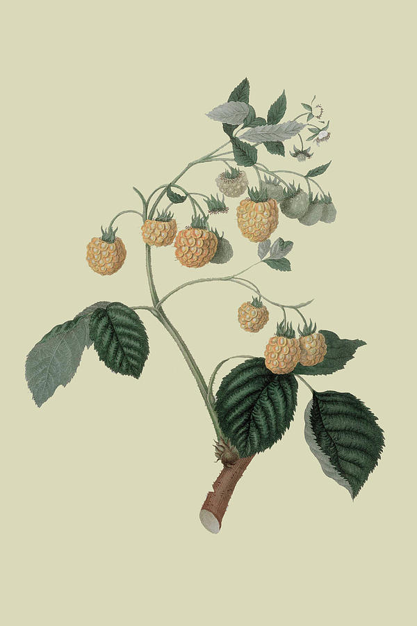 Yellow Antwerp Raspberry Painting by William Hooker